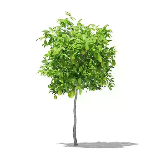 Avocado Tree with Fruits 3D model