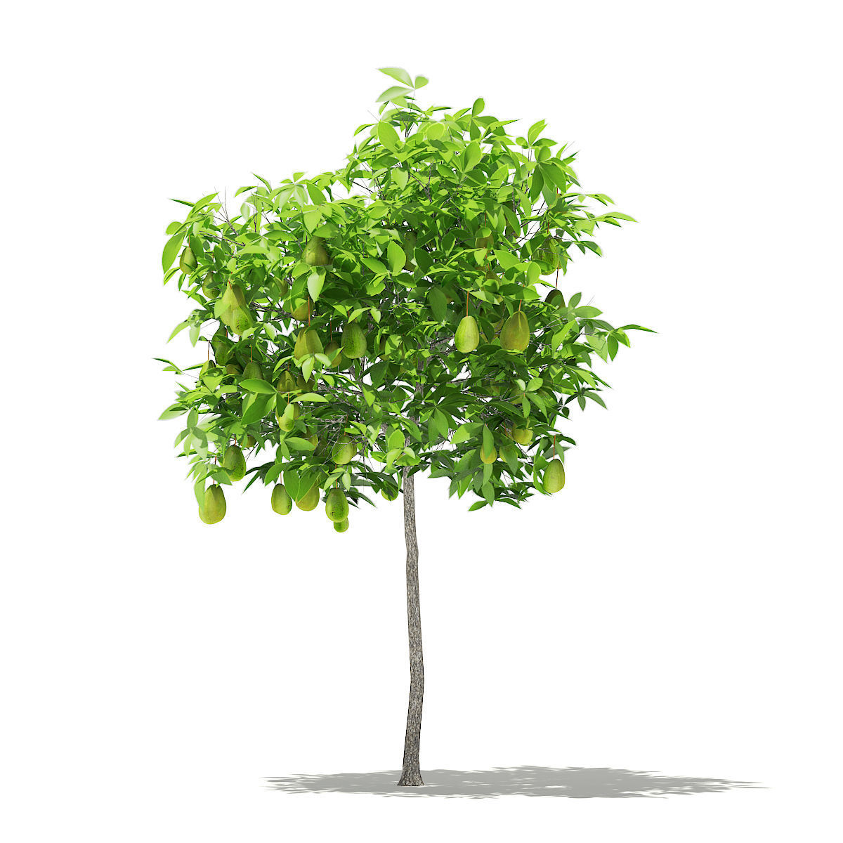 Avocado Tree with Fruits 3D model_6