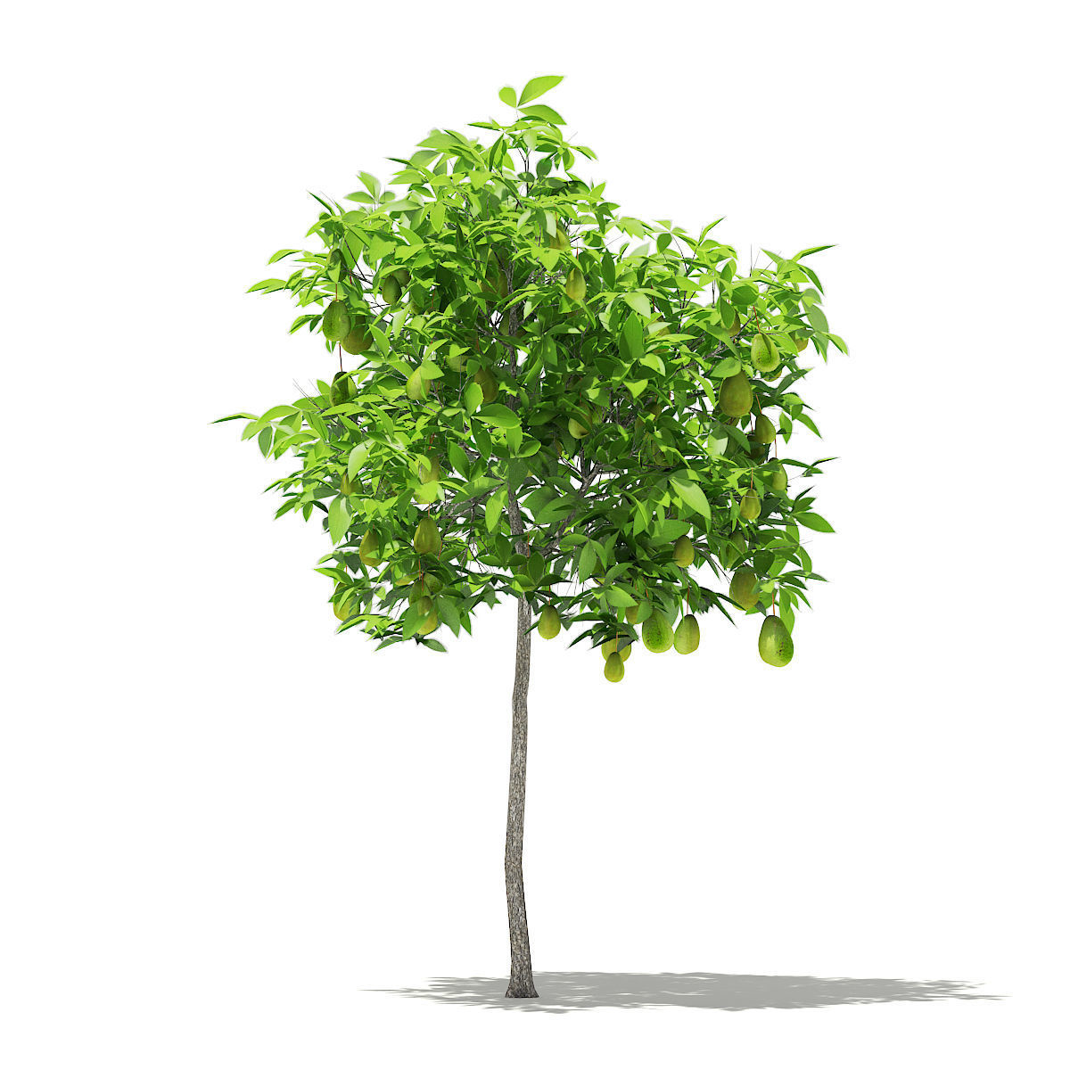 Avocado Tree with Fruits 3D model_2
