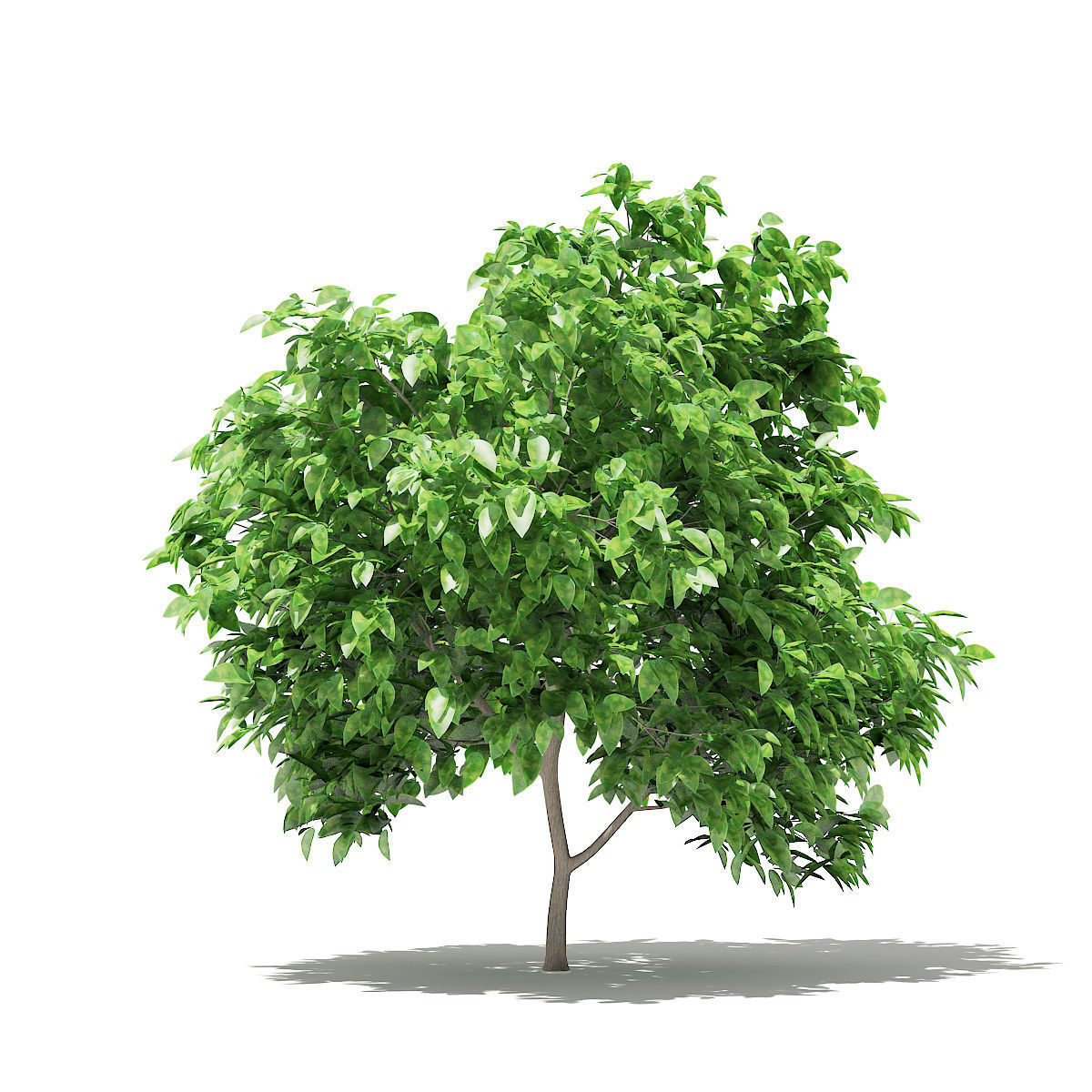 Pomelo Tree 3D model_6