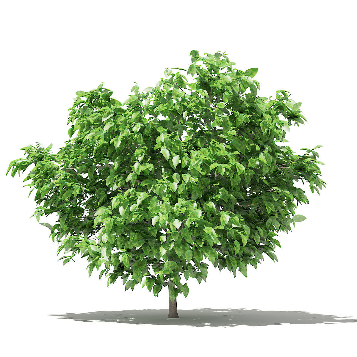 Pomelo Tree 3D model_4