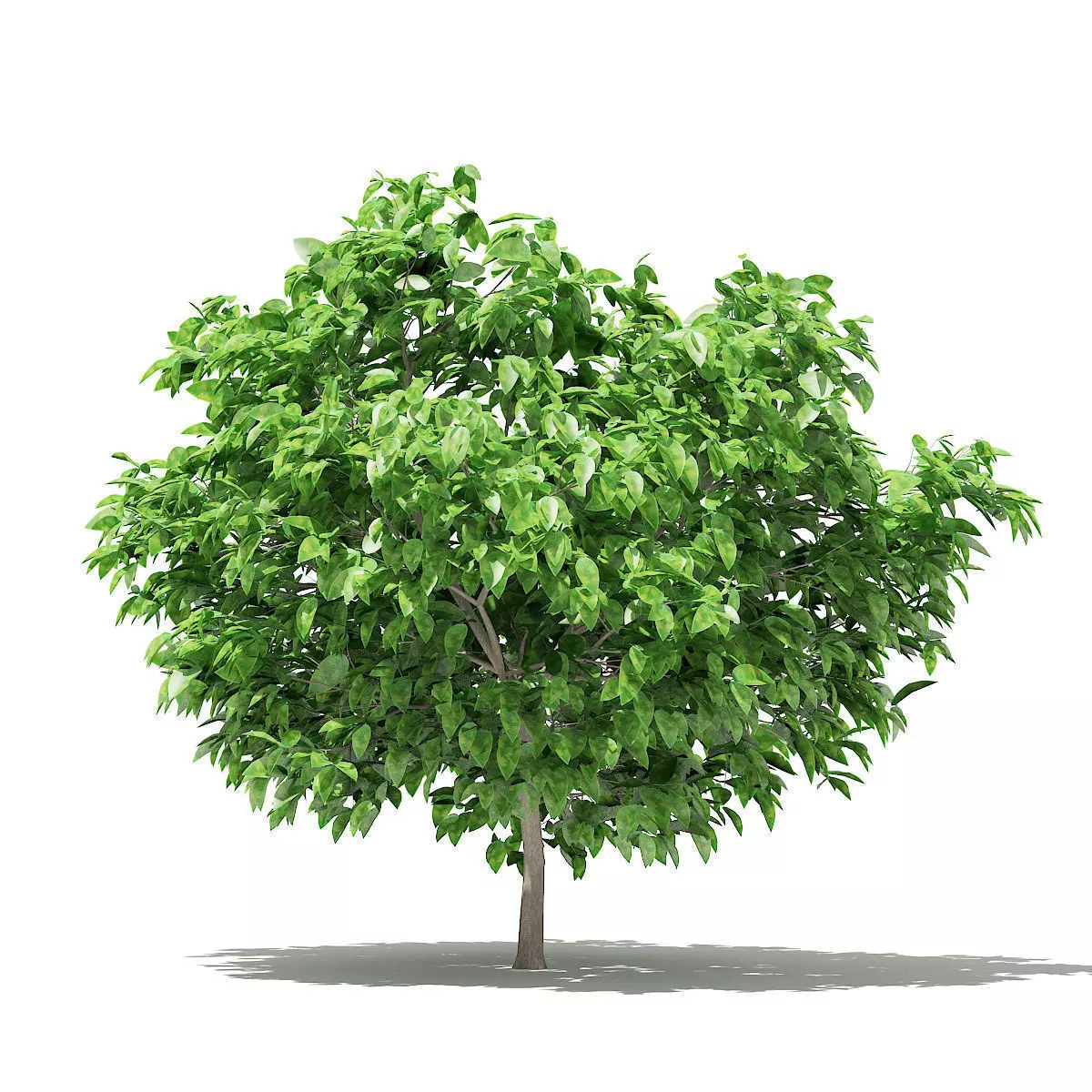 Pomelo Tree 3D model_0