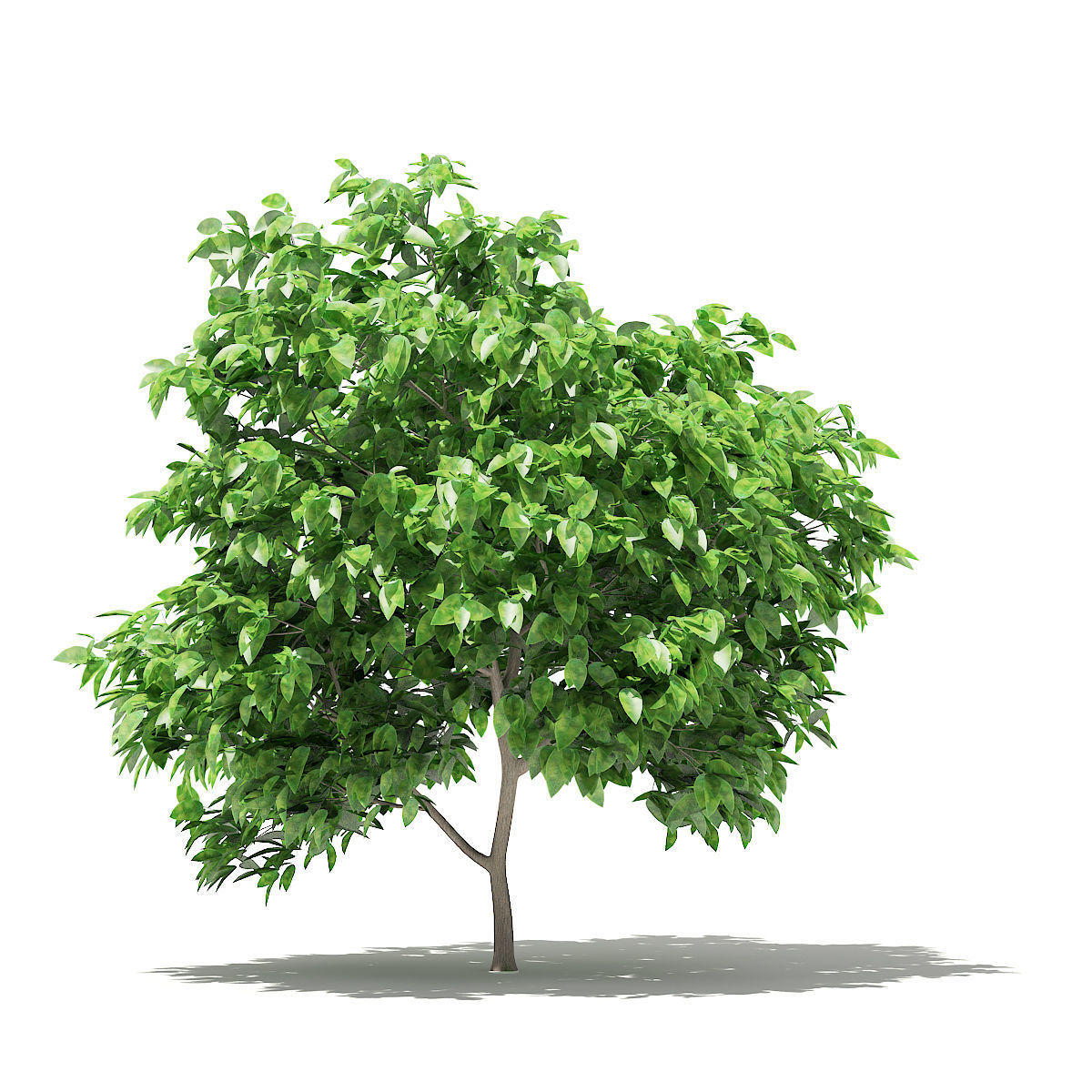 Pomelo Tree 3D model_2