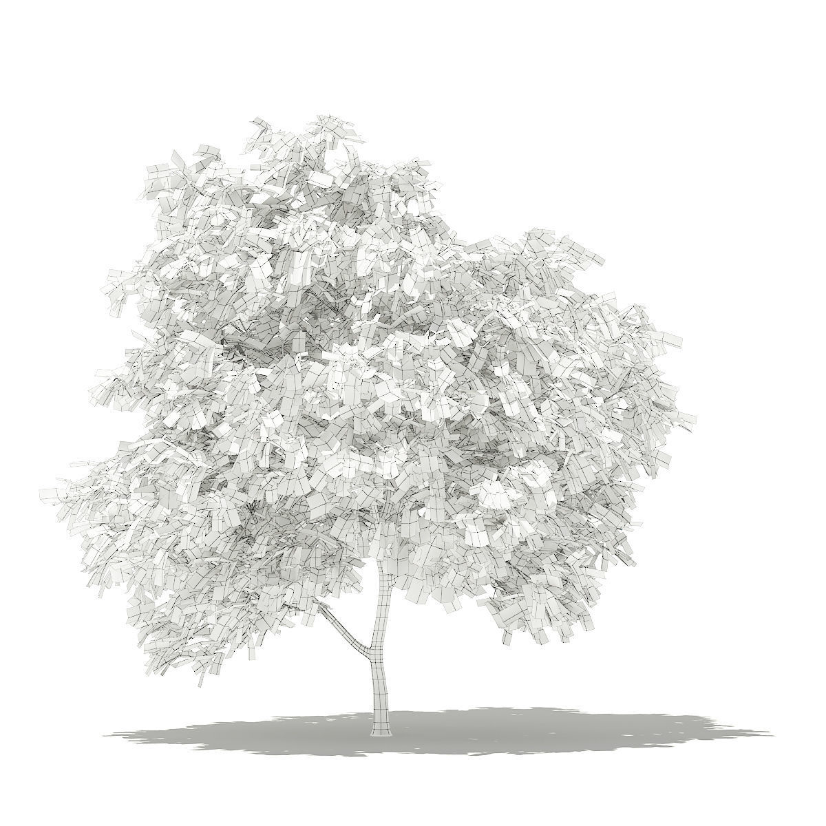 Pomelo Tree 3D model_3