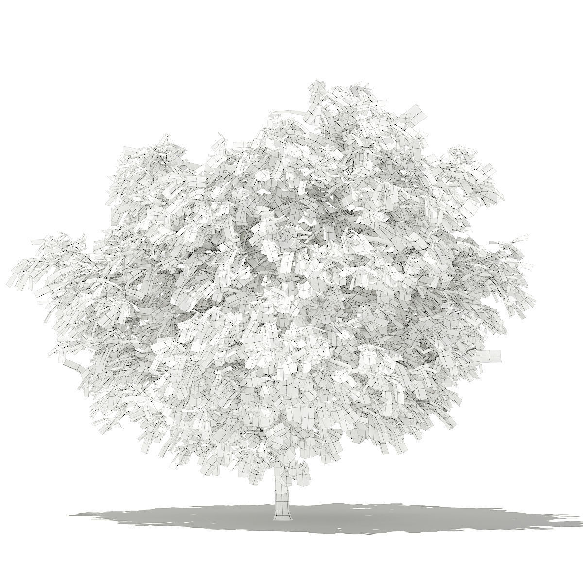 Pomelo Tree 3D model_5