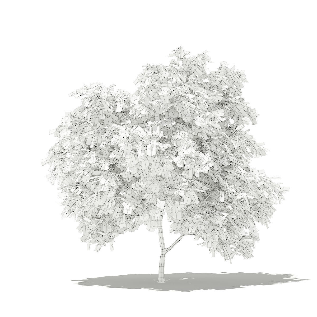 Pomelo Tree 3D model_7