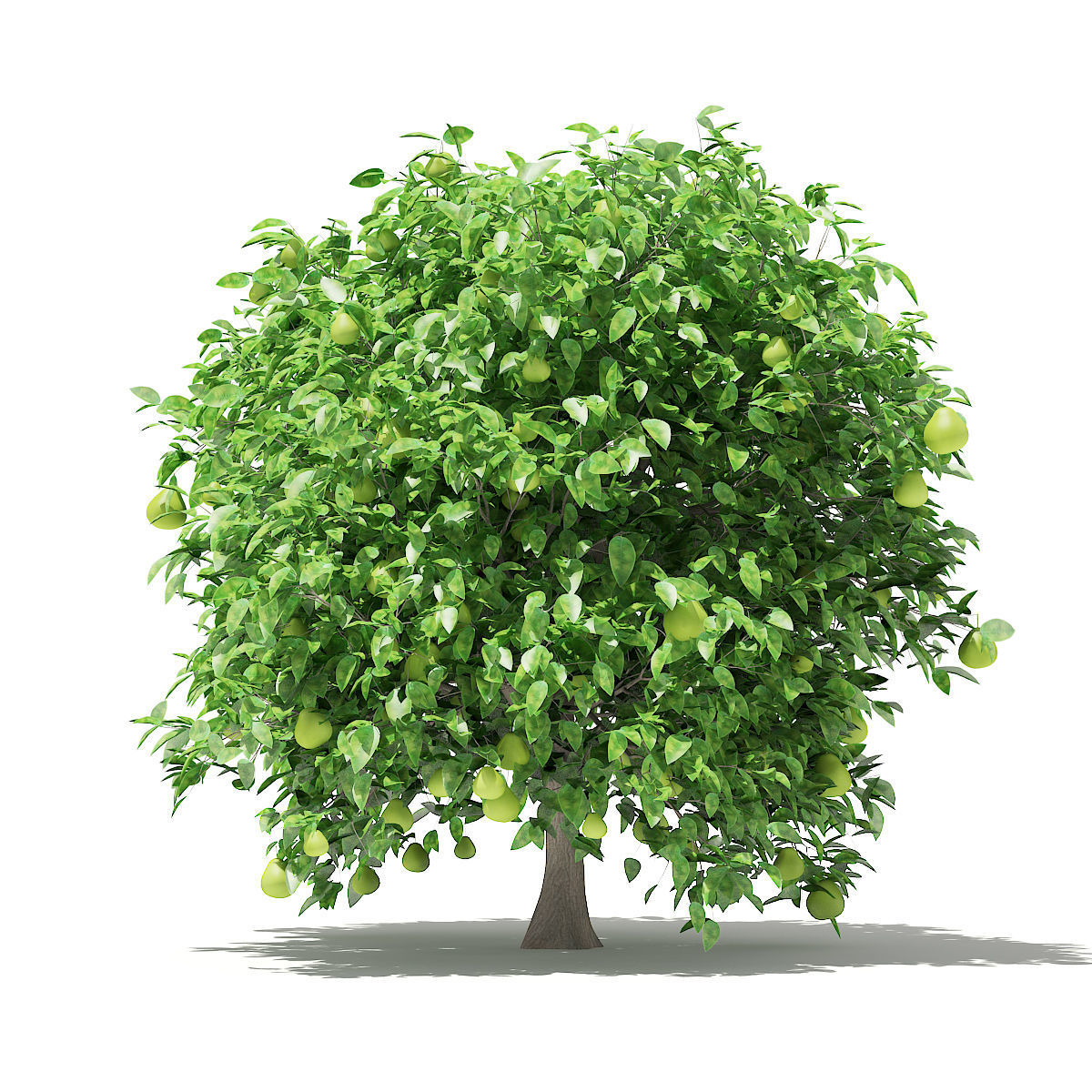 Pomelo Tree with Fruits 3D model_6