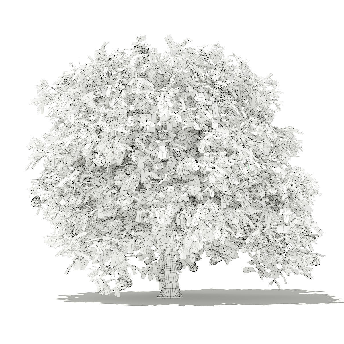 Pomelo Tree with Fruits 3D model_1