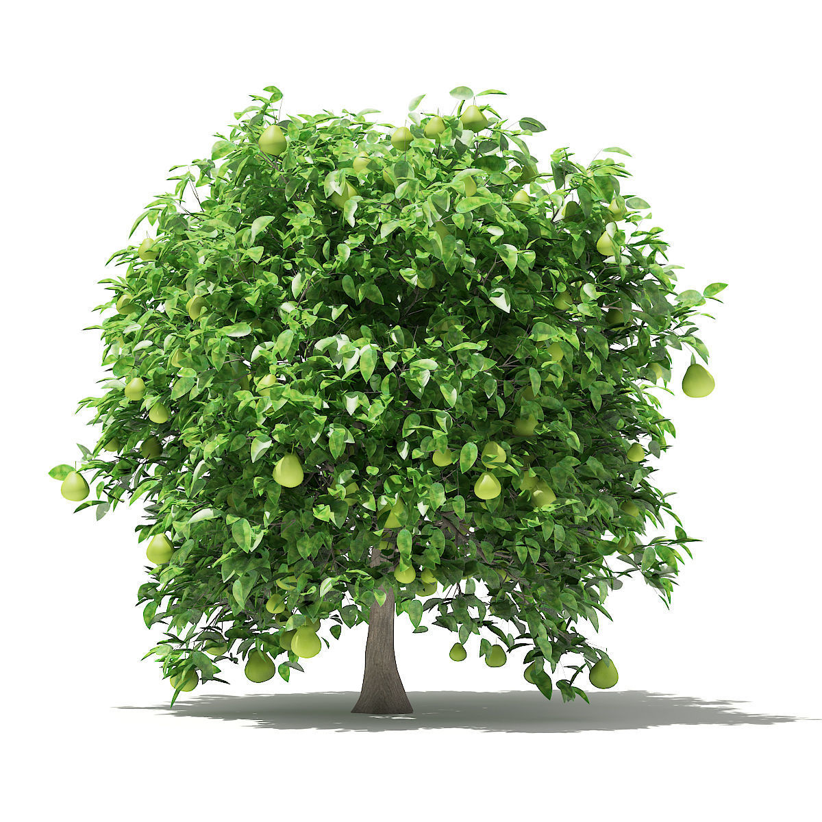Pomelo Tree with Fruits 3D model_2