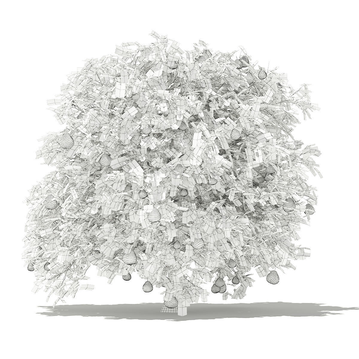 Pomelo Tree with Fruits 3D model_5