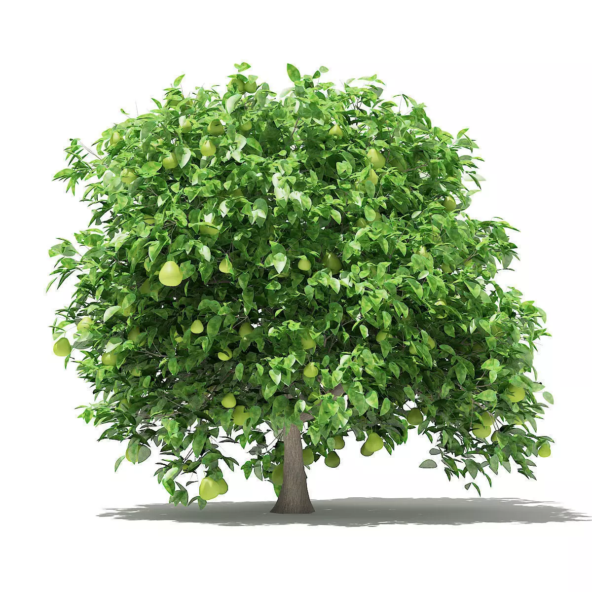 Pomelo Tree with Fruits 3D model_0