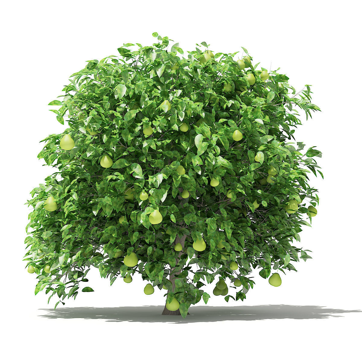 Pomelo Tree with Fruits 3D model_4