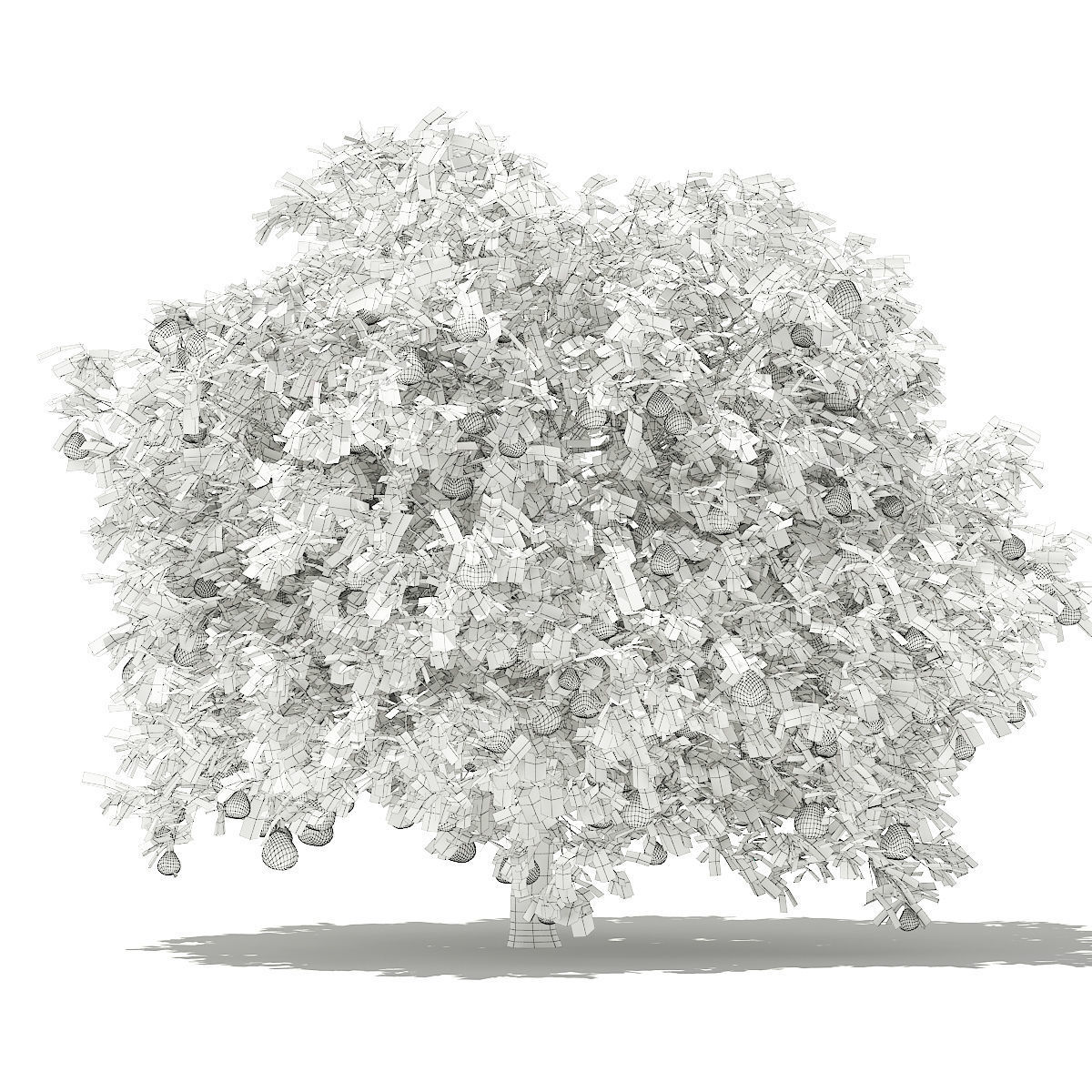 Pomelo Tree with Fruits 3D model_3