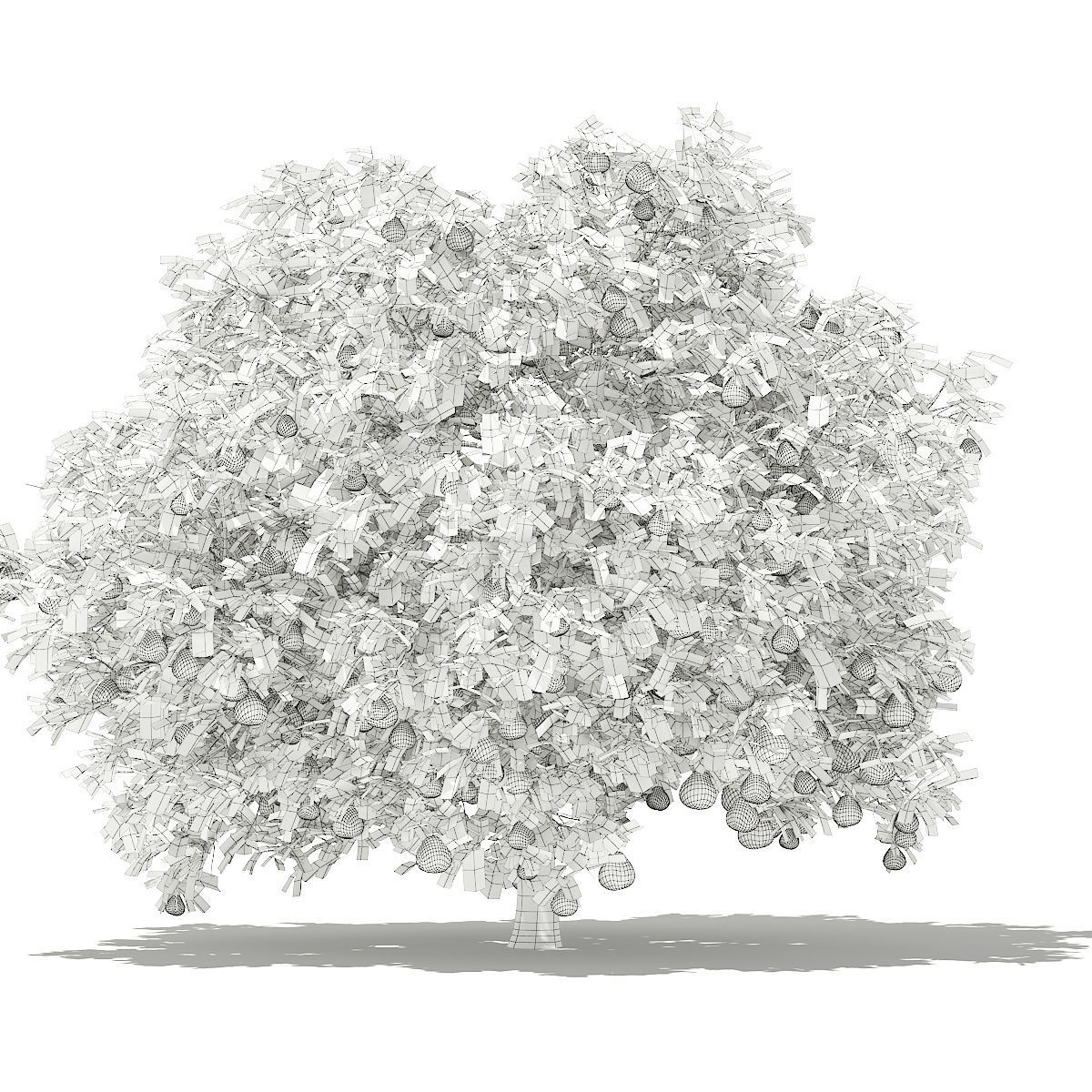 Pomelo Tree with Fruits 3D model_7