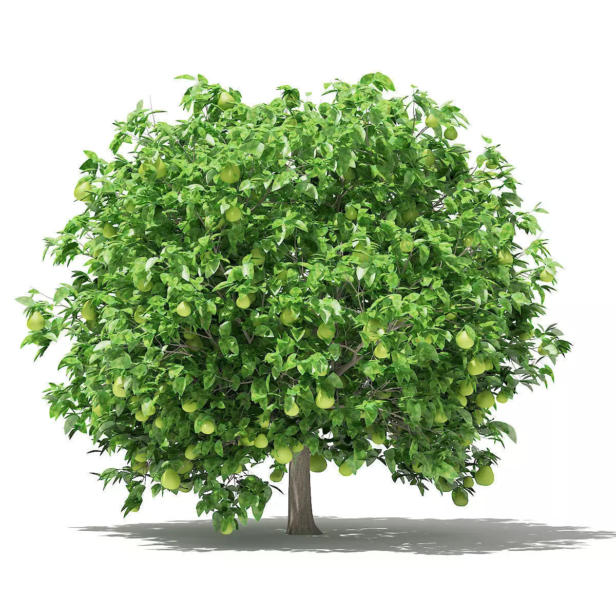 Pomelo Tree with Fruits 3D model_0