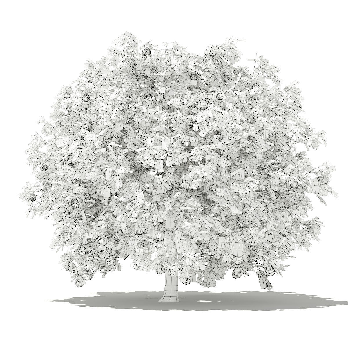 Pomelo Tree with Fruits 3D model_5