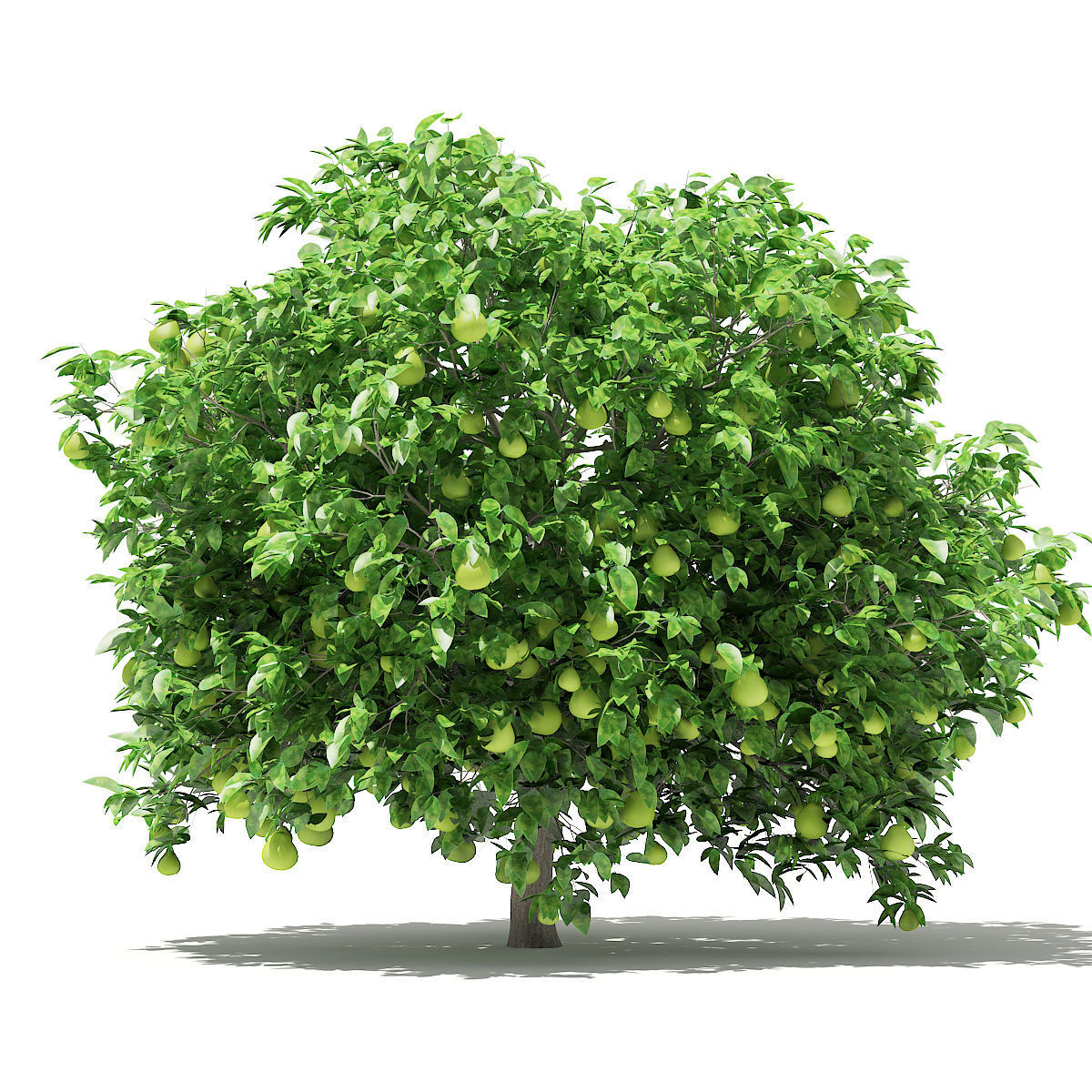 Pomelo Tree with Fruits 3D model_2