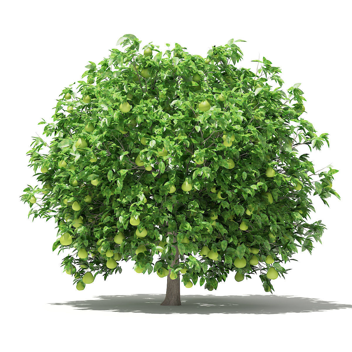 Pomelo Tree with Fruits 3D model_4