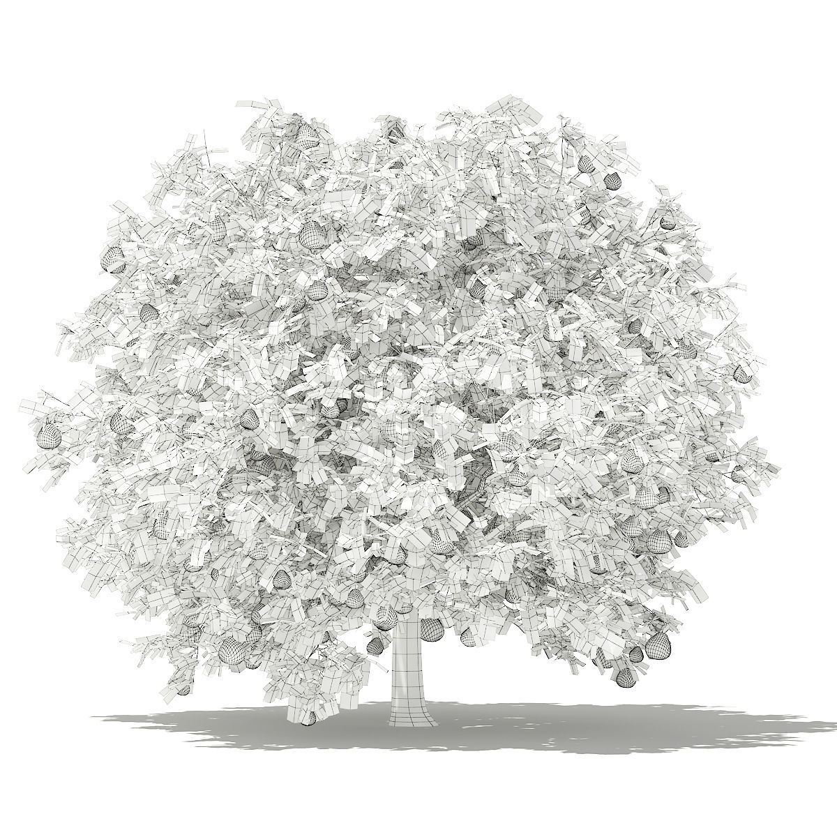 Pomelo Tree with Fruits 3D model_1