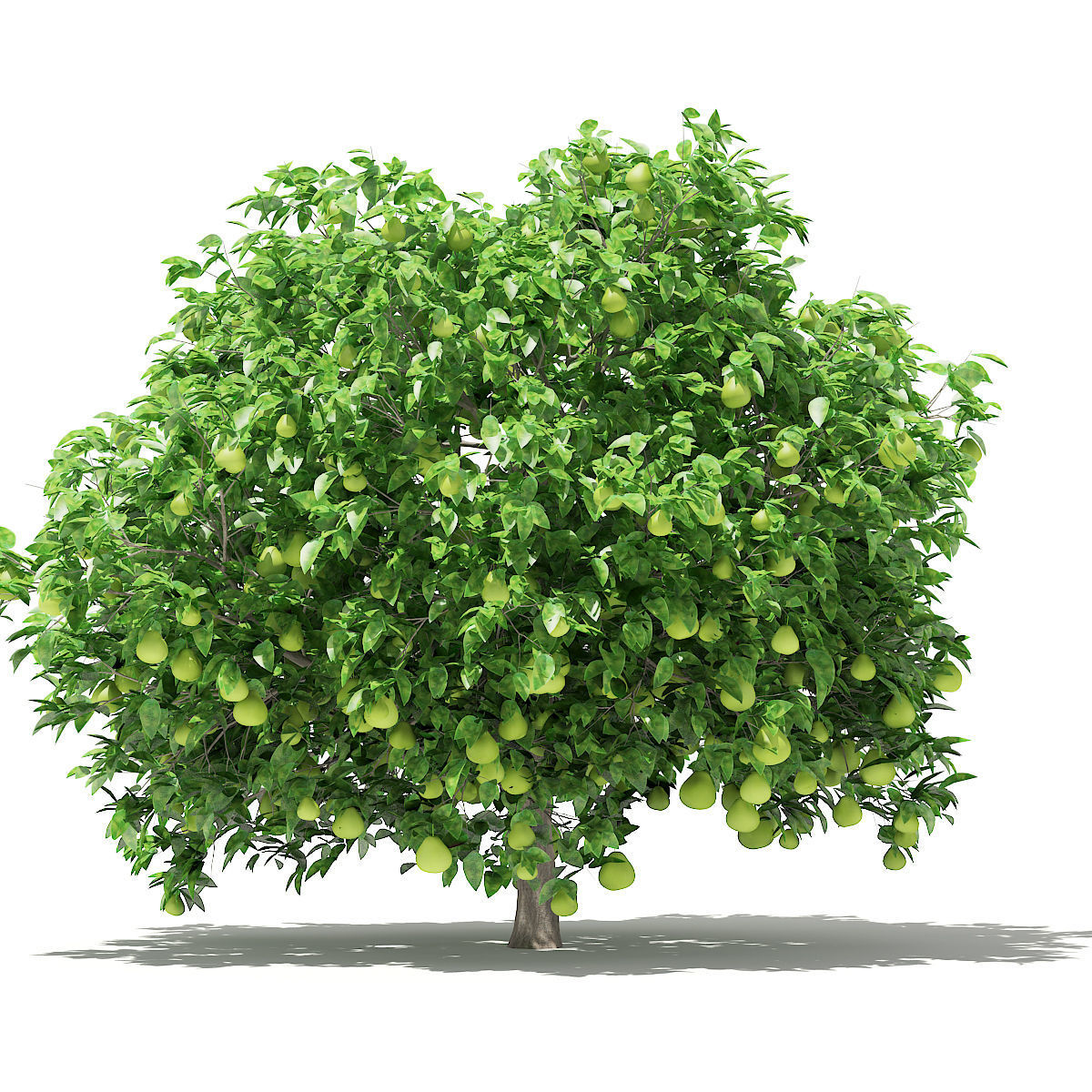 Pomelo Tree with Fruits 3D model_6