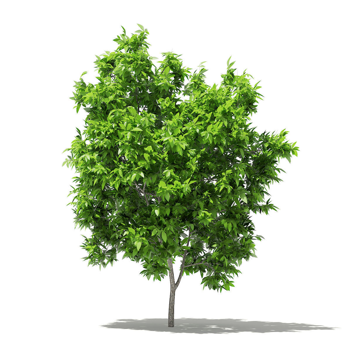 Avocado Tree 3D model_6