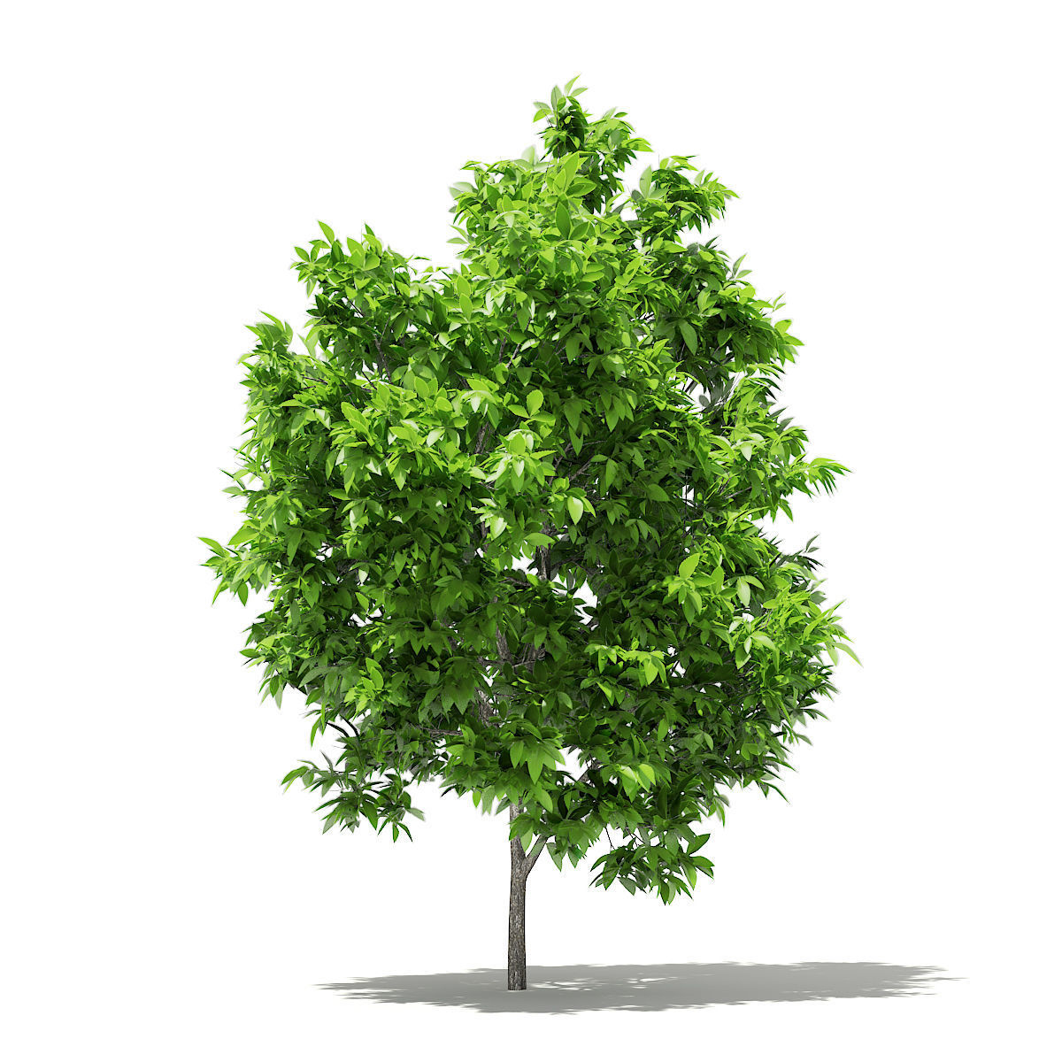 Avocado Tree 3D model_4