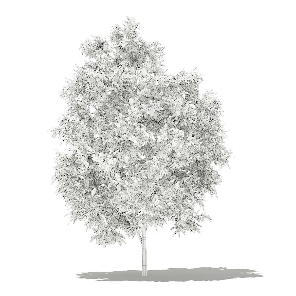 Avocado Tree 3D model_1