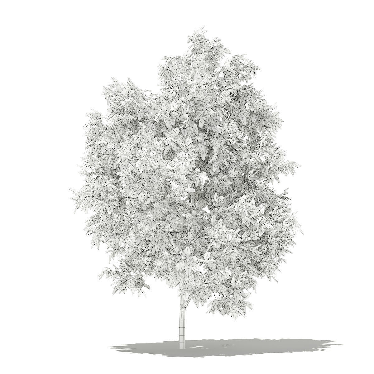 Avocado Tree 3D model_5