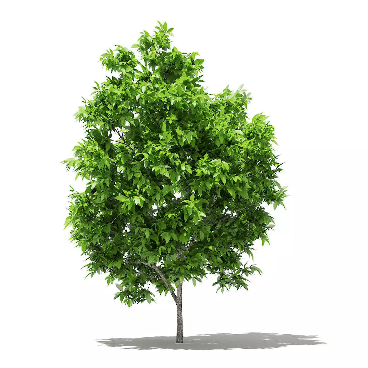 Avocado Tree 3D model_0