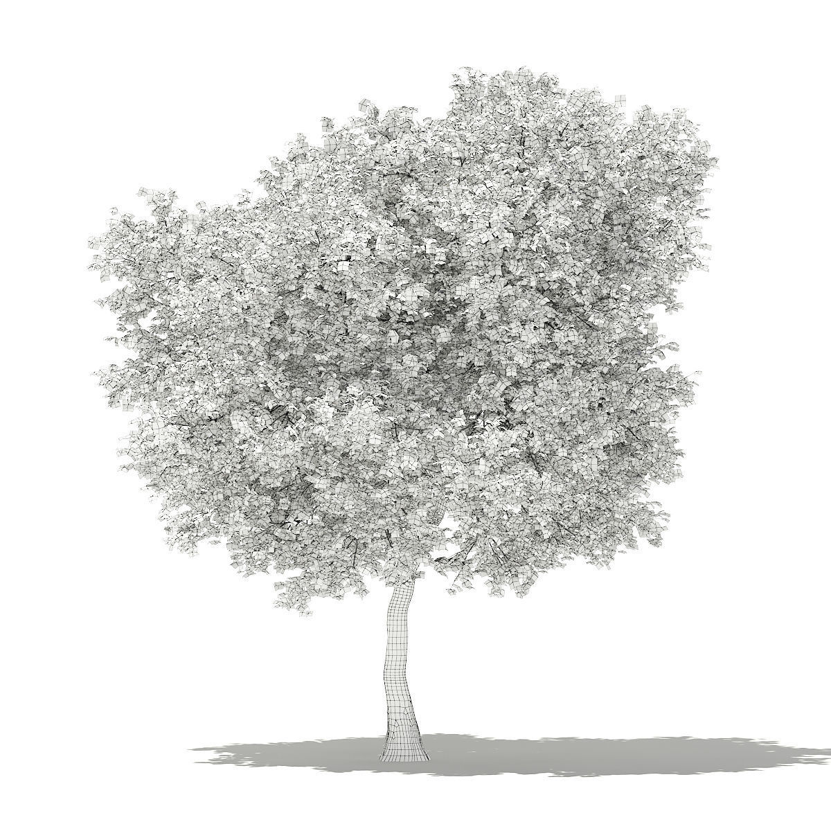 Olive Tree 3D model_1