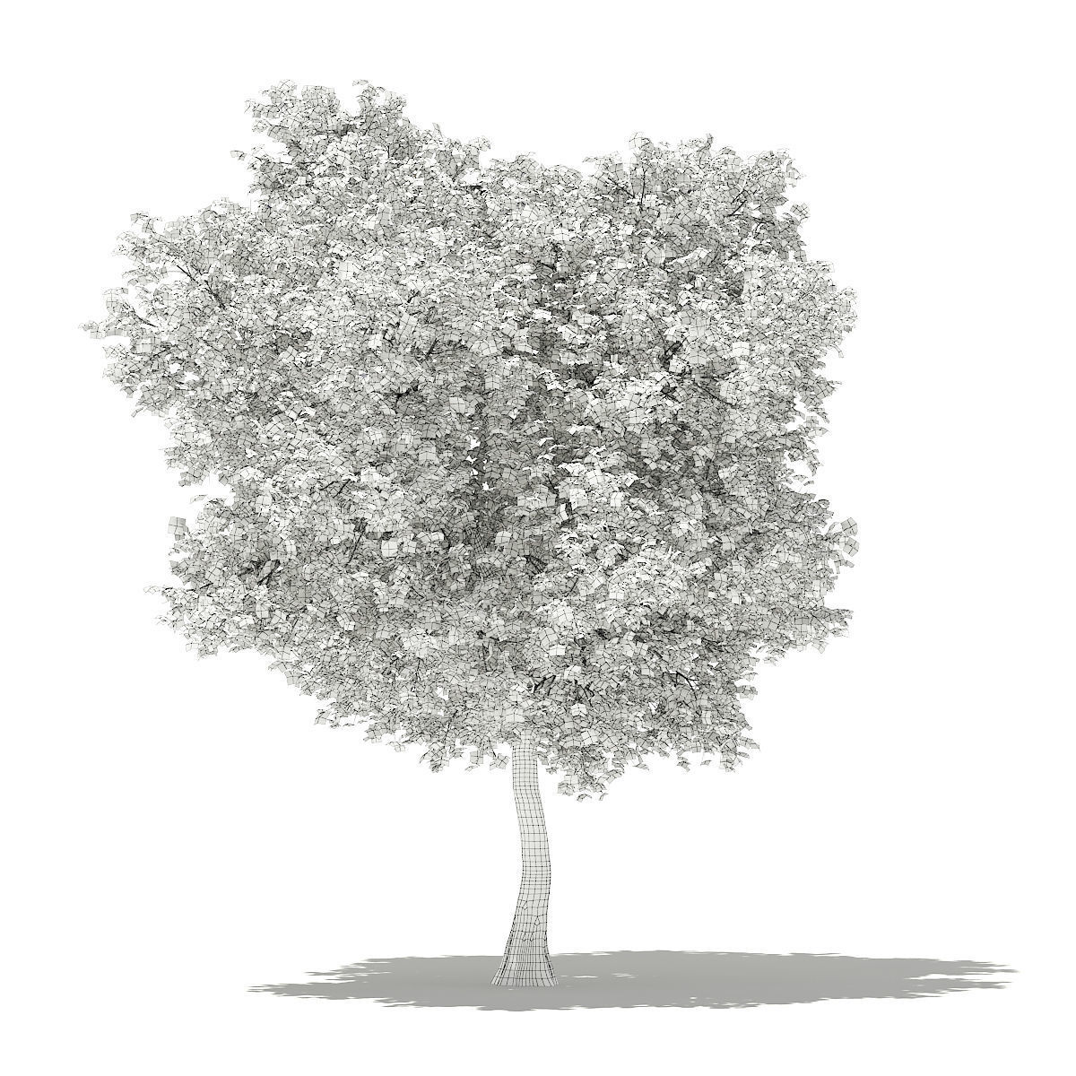 Olive Tree 3D model_3