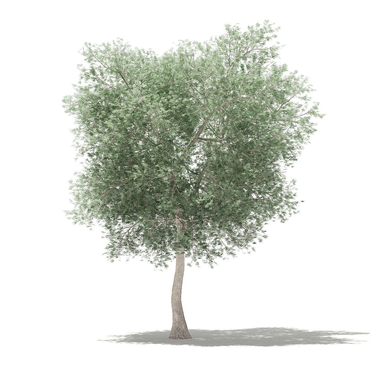 Olive Tree 3D model_6