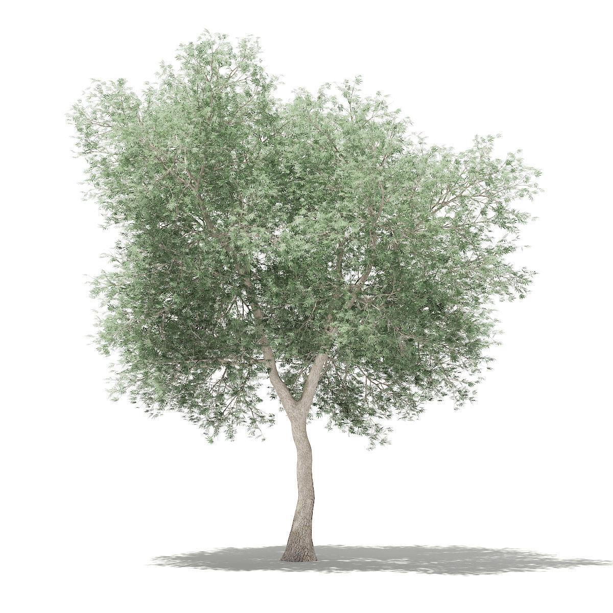 Olive Tree 3D model_4