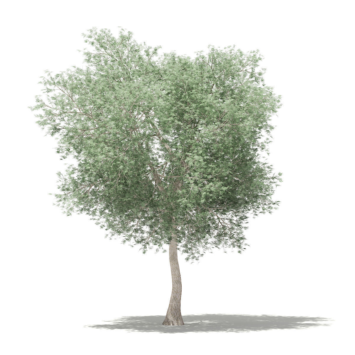 Olive Tree 3D model_2