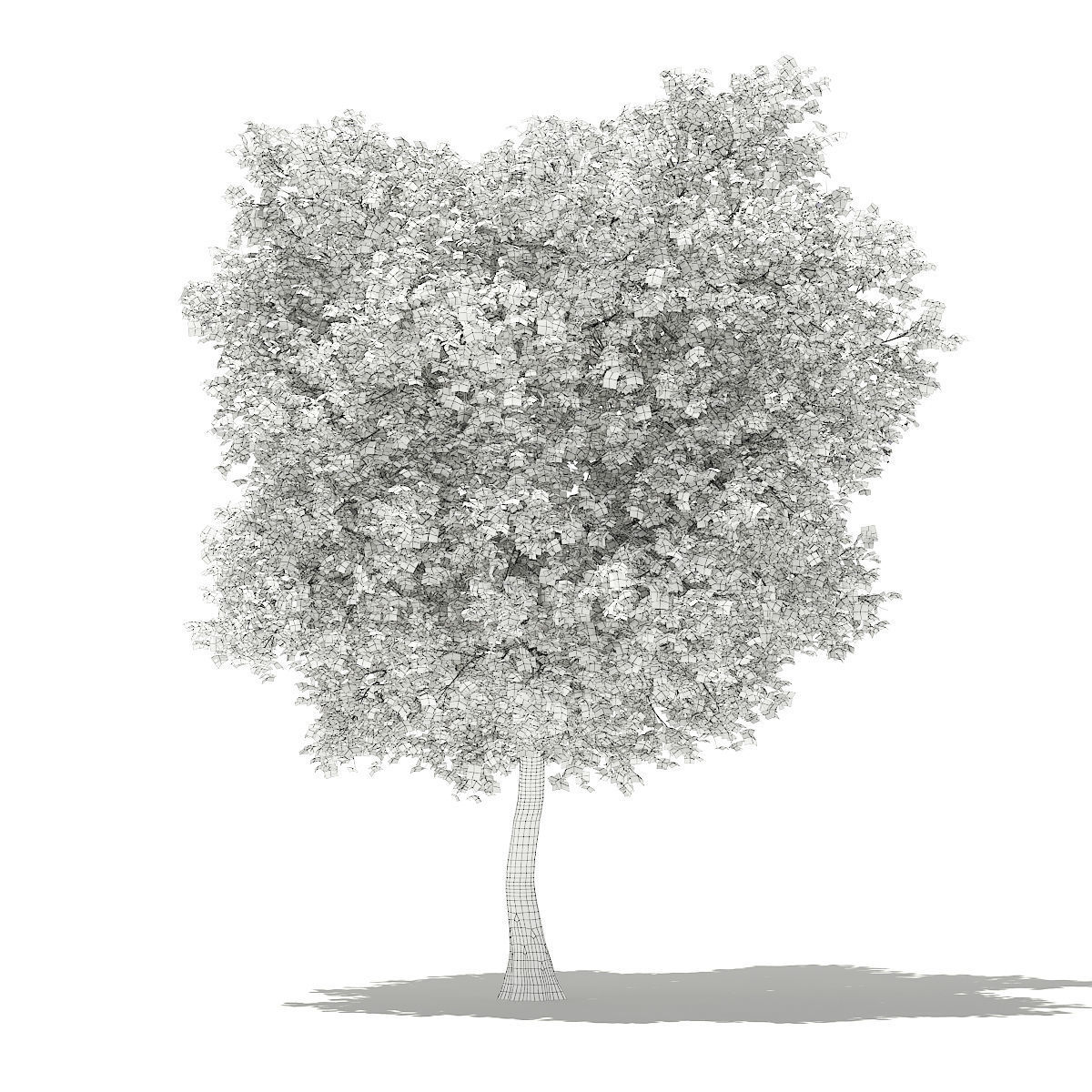 Olive Tree 3D model_7