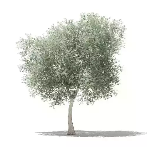 Olive Tree