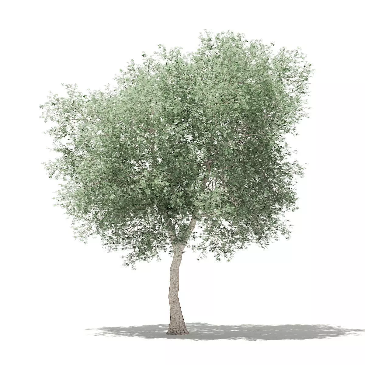 Olive Tree 3D model_0