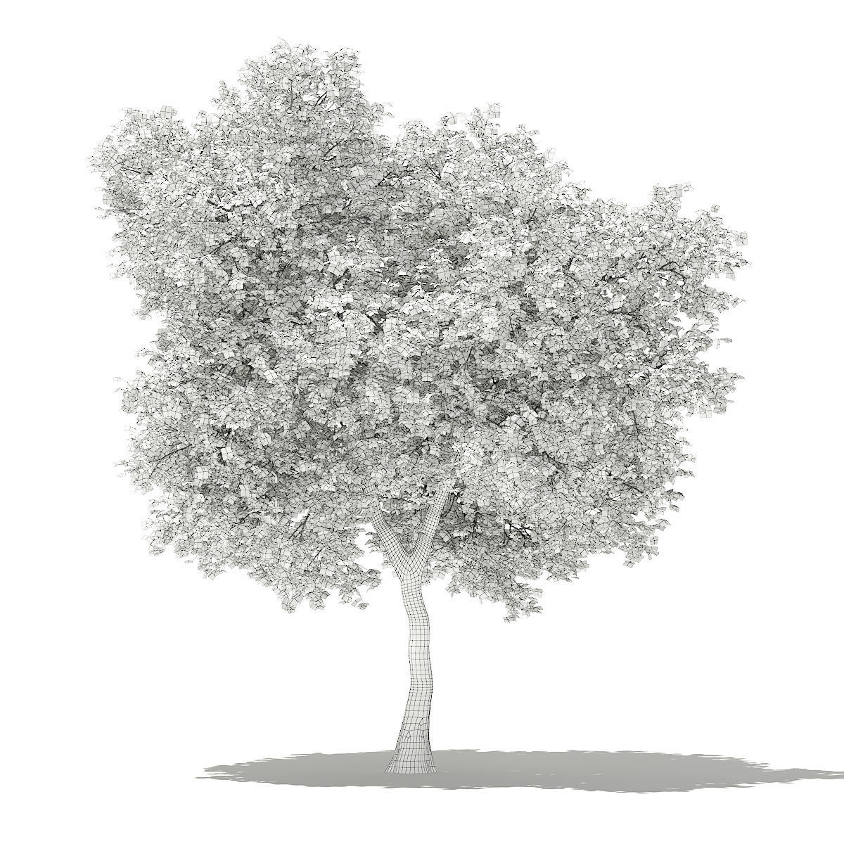 Olive Tree 3D model_5