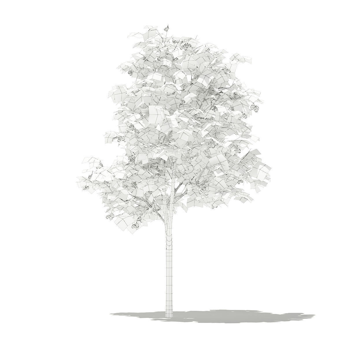 Olive Tree with Fruits 3D model_7