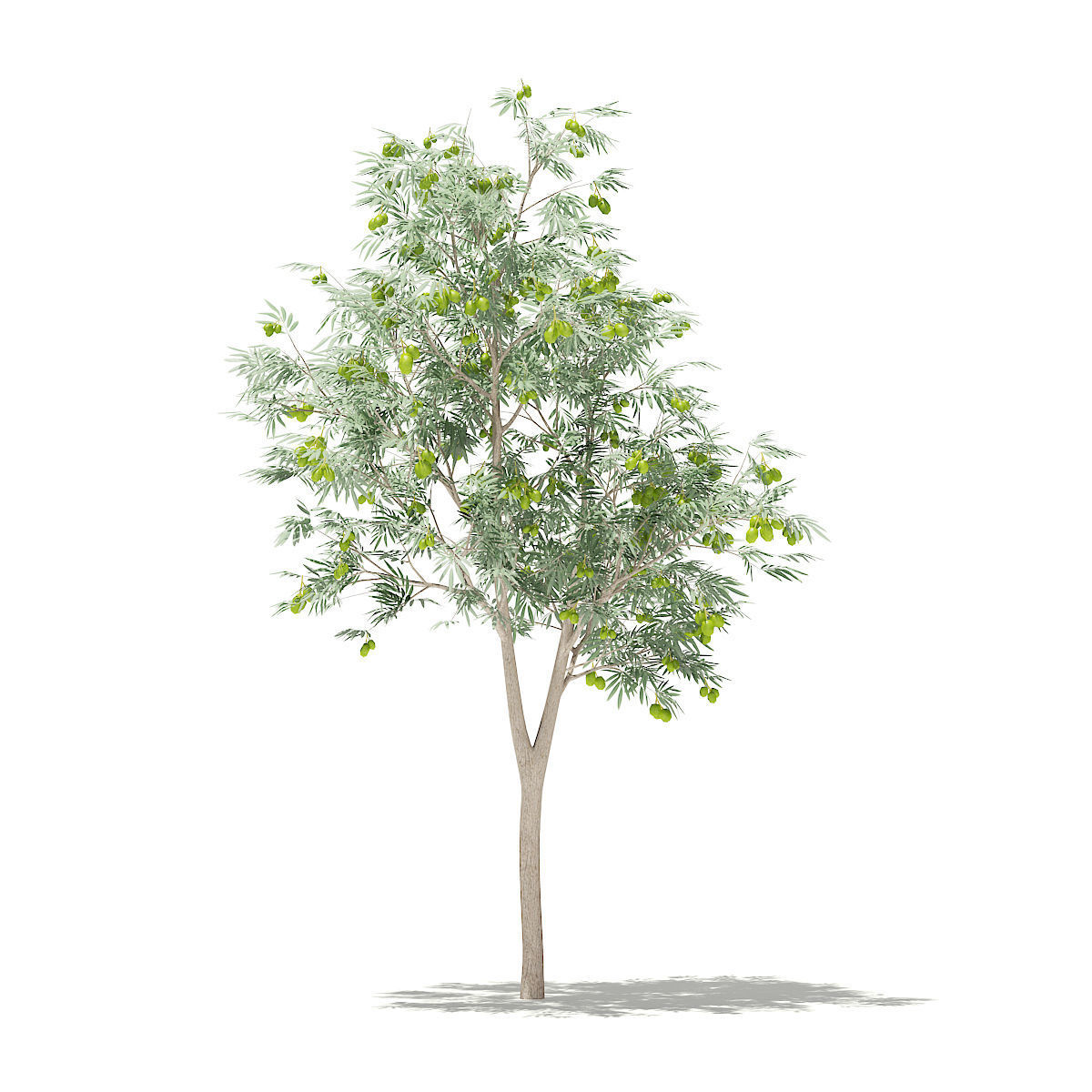 Olive Tree with Fruits 3D model_4