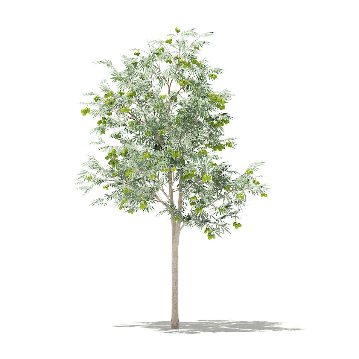 Olive Tree with Fruits 3D model_2
