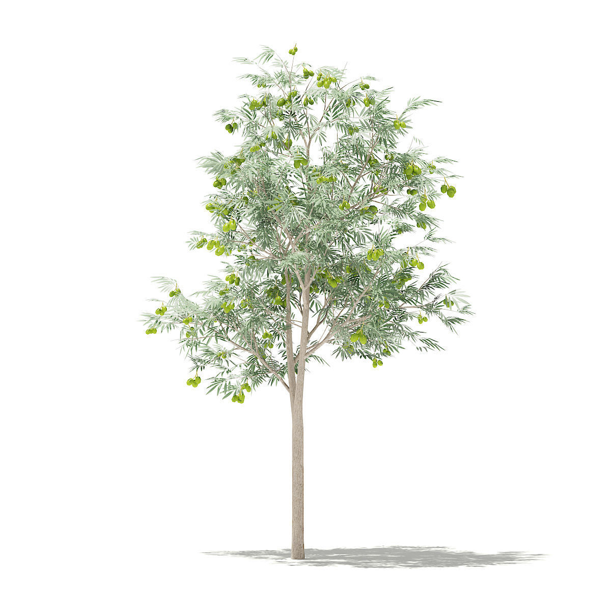 Olive Tree with Fruits 3D model_6