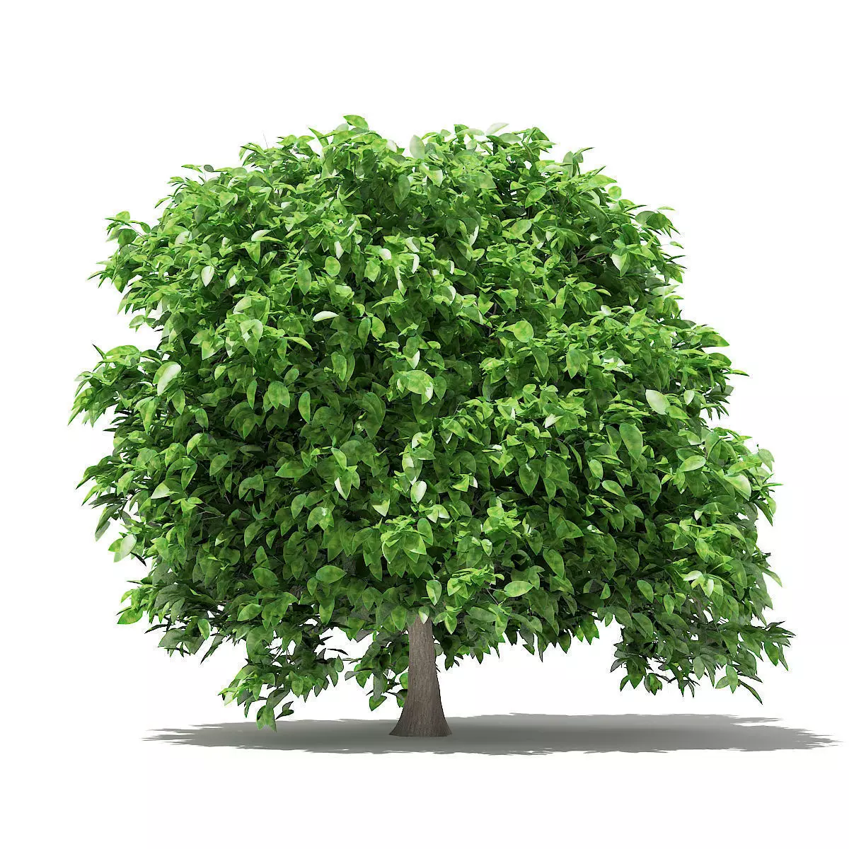 Pomelo Tree 3D model