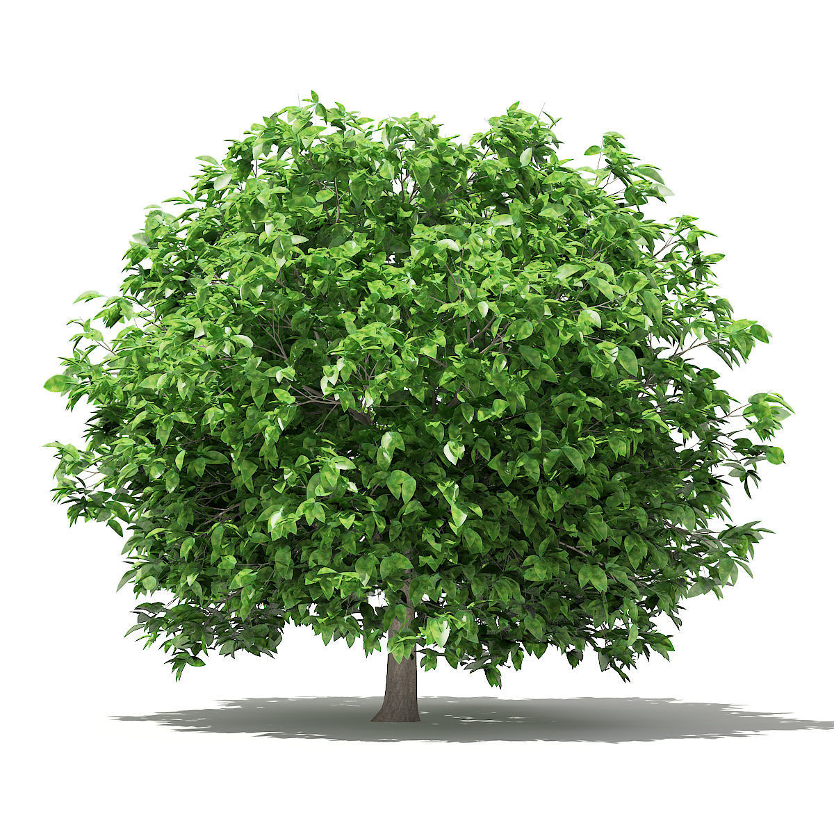 Pomelo Tree 3D model_4