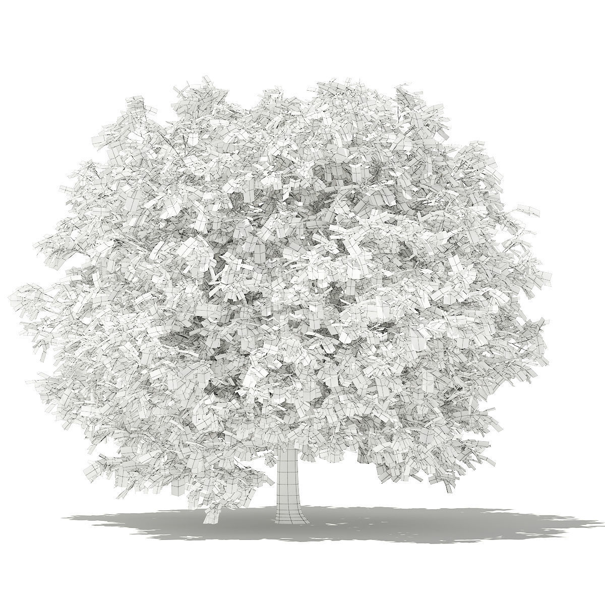 Pomelo Tree 3D model_1