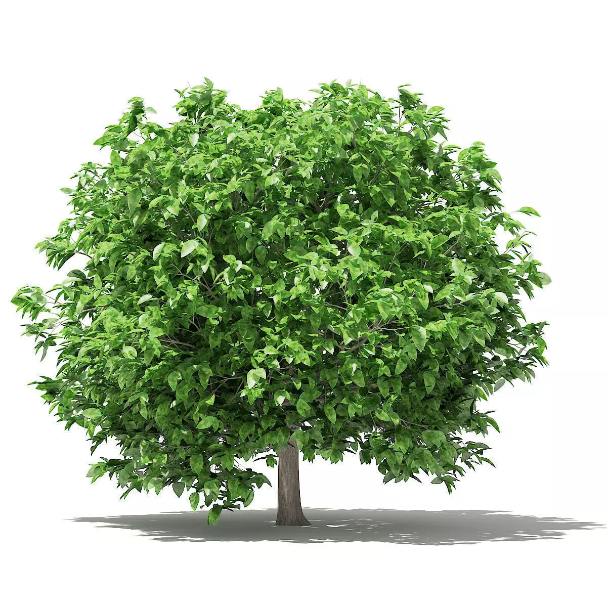 Pomelo Tree 3D model_0