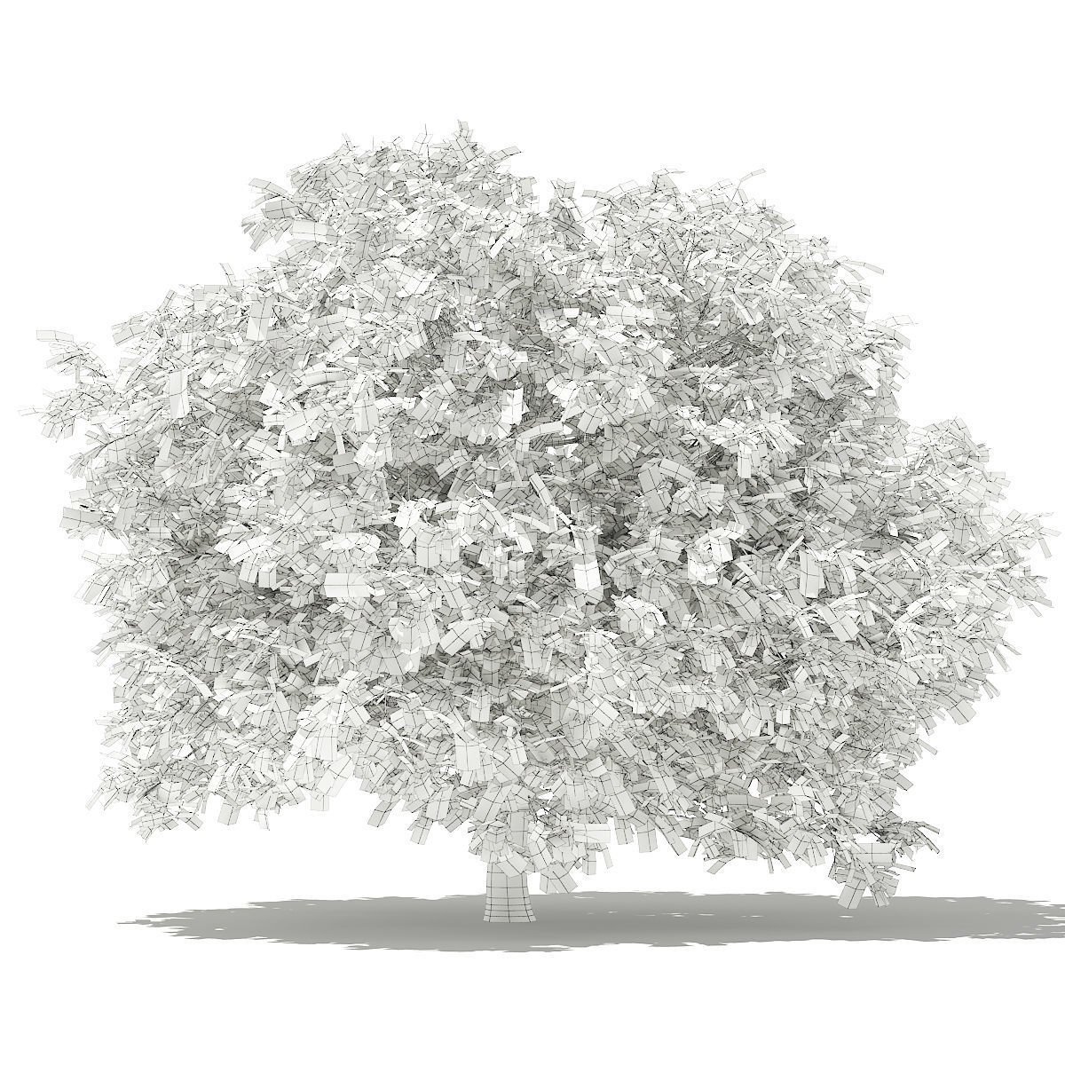 Pomelo Tree 3D model_3
