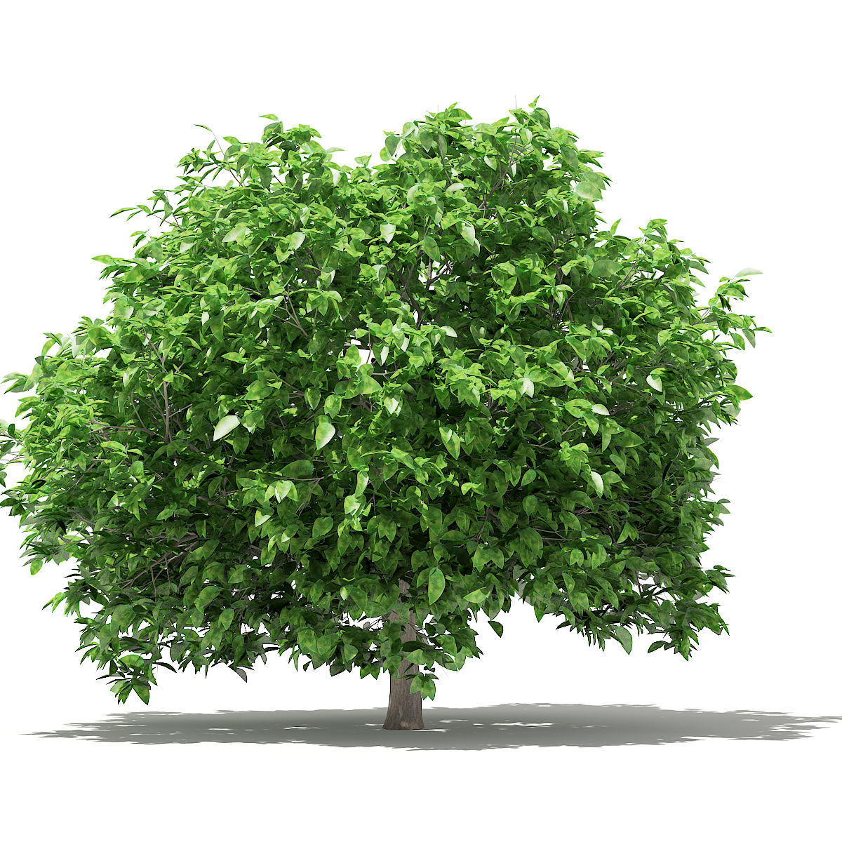 Pomelo Tree 3D model_6