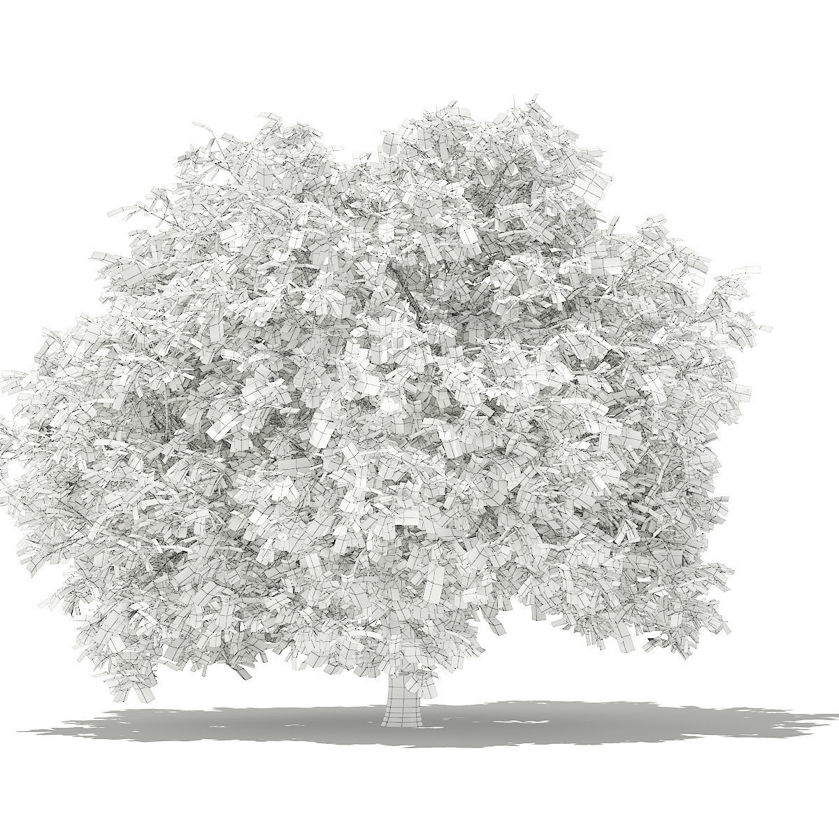 Pomelo Tree 3D model_7