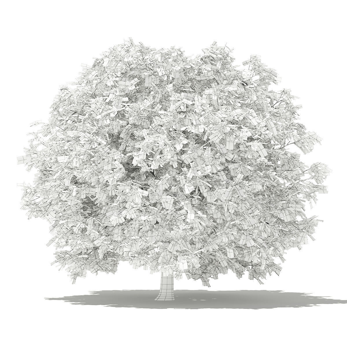 Pomelo Tree 3D model_5
